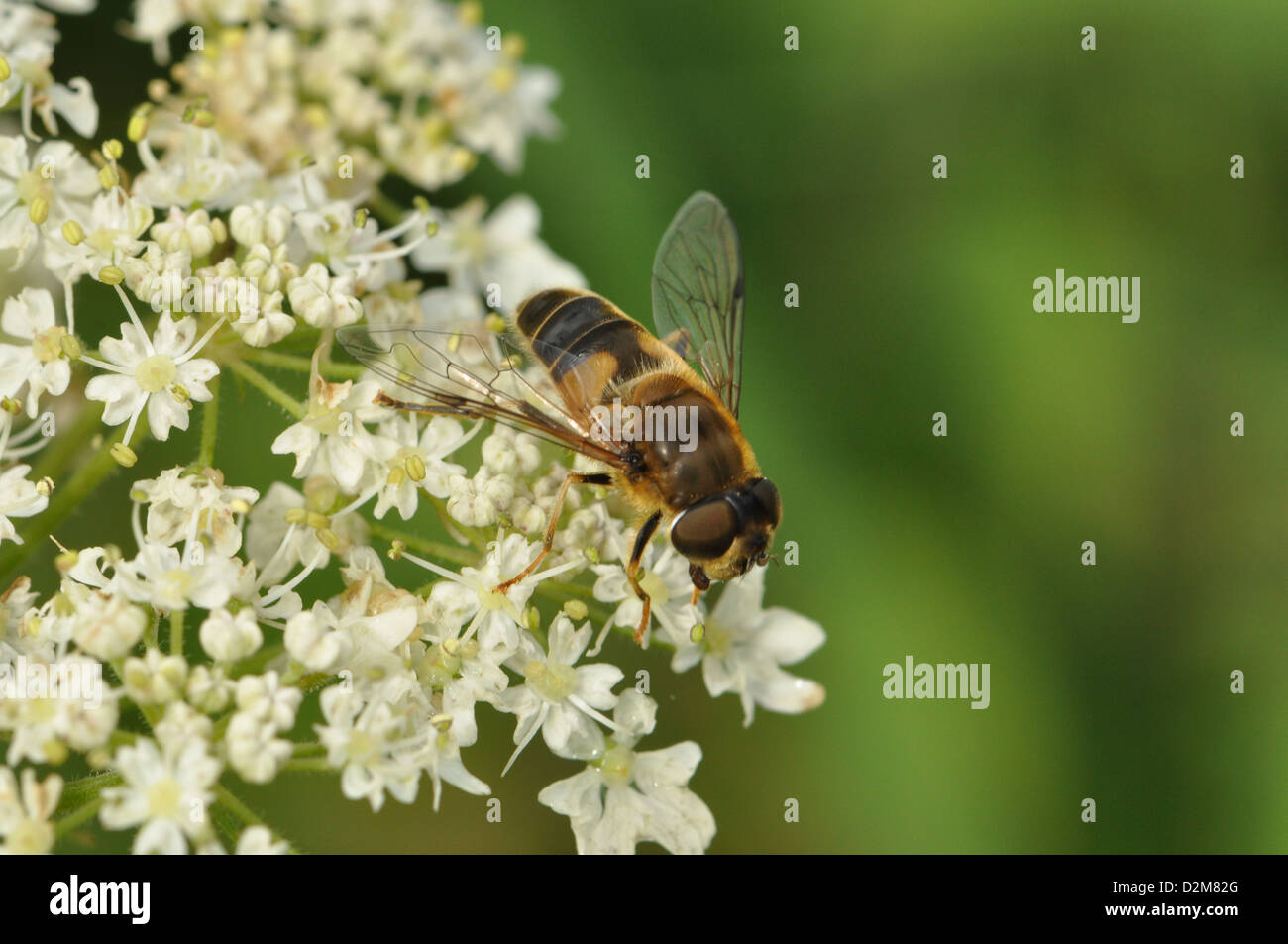 Hoverfly su carota selvatica Foto Stock