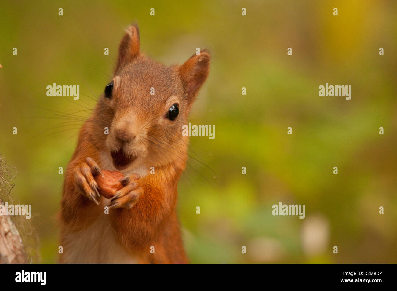 Scoiattolo rosso con Nocciola Foto Stock