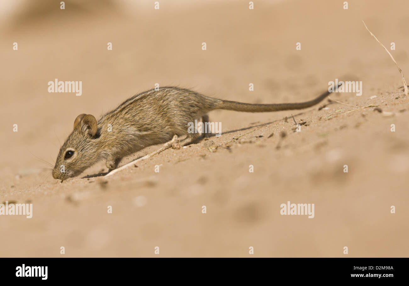 Quattro strisce (mouse Rhabdomys pumilio) nel deserto del Kalahari, Sud Africa Foto Stock
