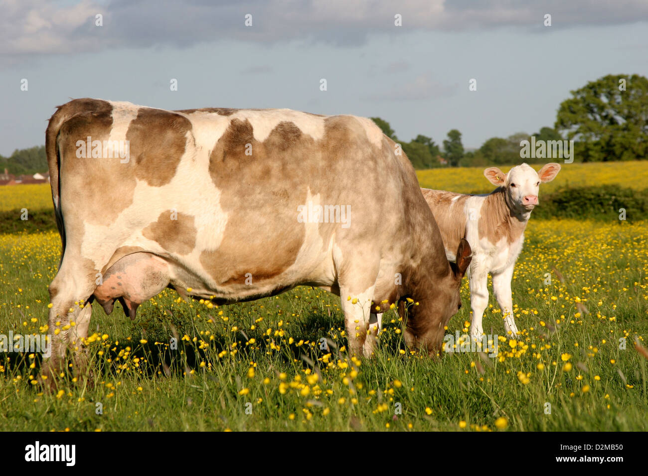 Inglese scena Pastural Foto Stock