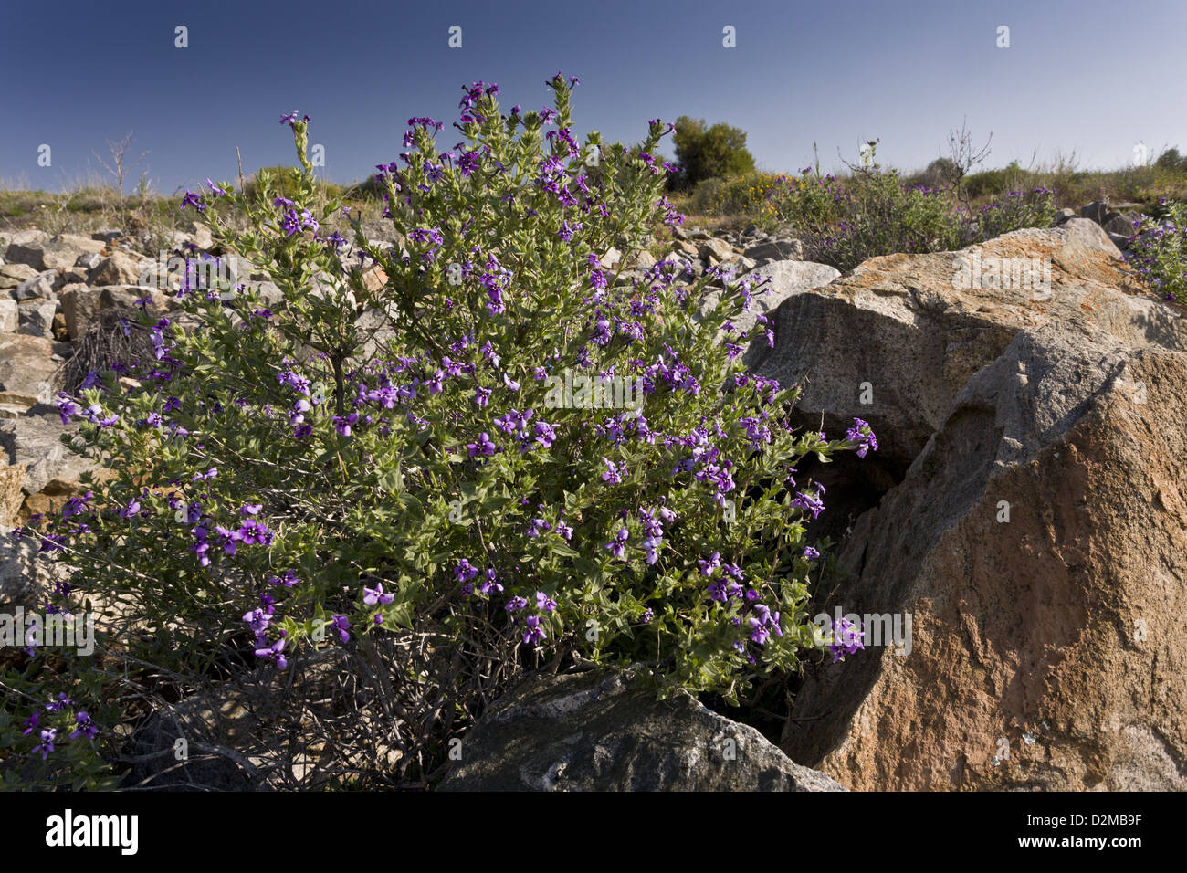 Un attraente blu-viola (arbusto Jamesbrittenia fruticosa) nel deserto Namaqua, Namaqualand. Sud Africa Foto Stock