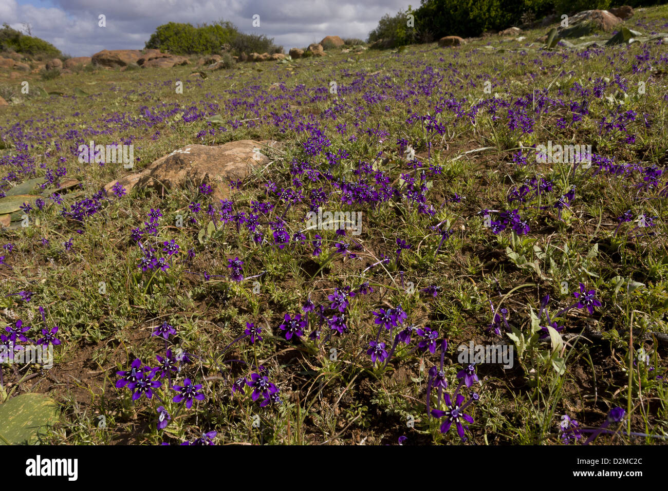 Attraente iris-relativo, dipinto di petalo (Lapeirousia oreogana) cresce in riserva Nieuwoudtville, Sud Africa Foto Stock