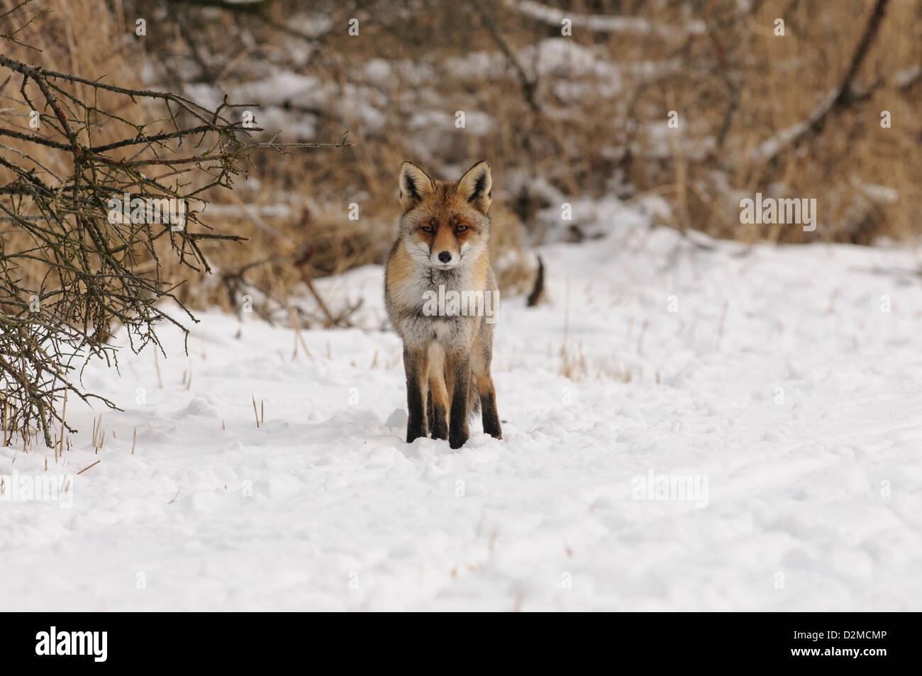 Una volpe rossa nella neve Foto Stock