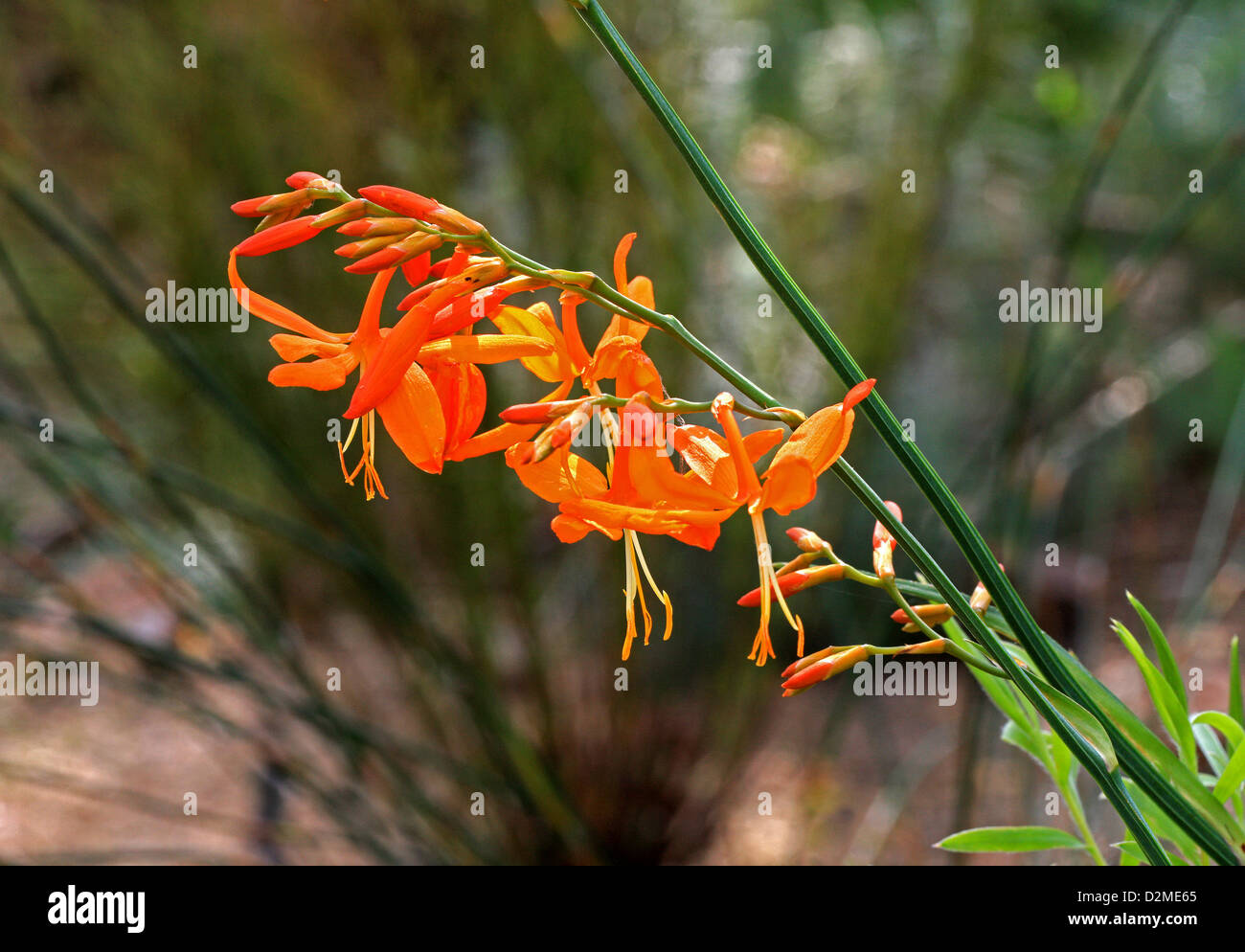 Stelle cadenti, fiore di San Valentino, o Montbretia, Crocosmia aurea, Iridaceae. Nativo del Sudafrica. Foto Stock