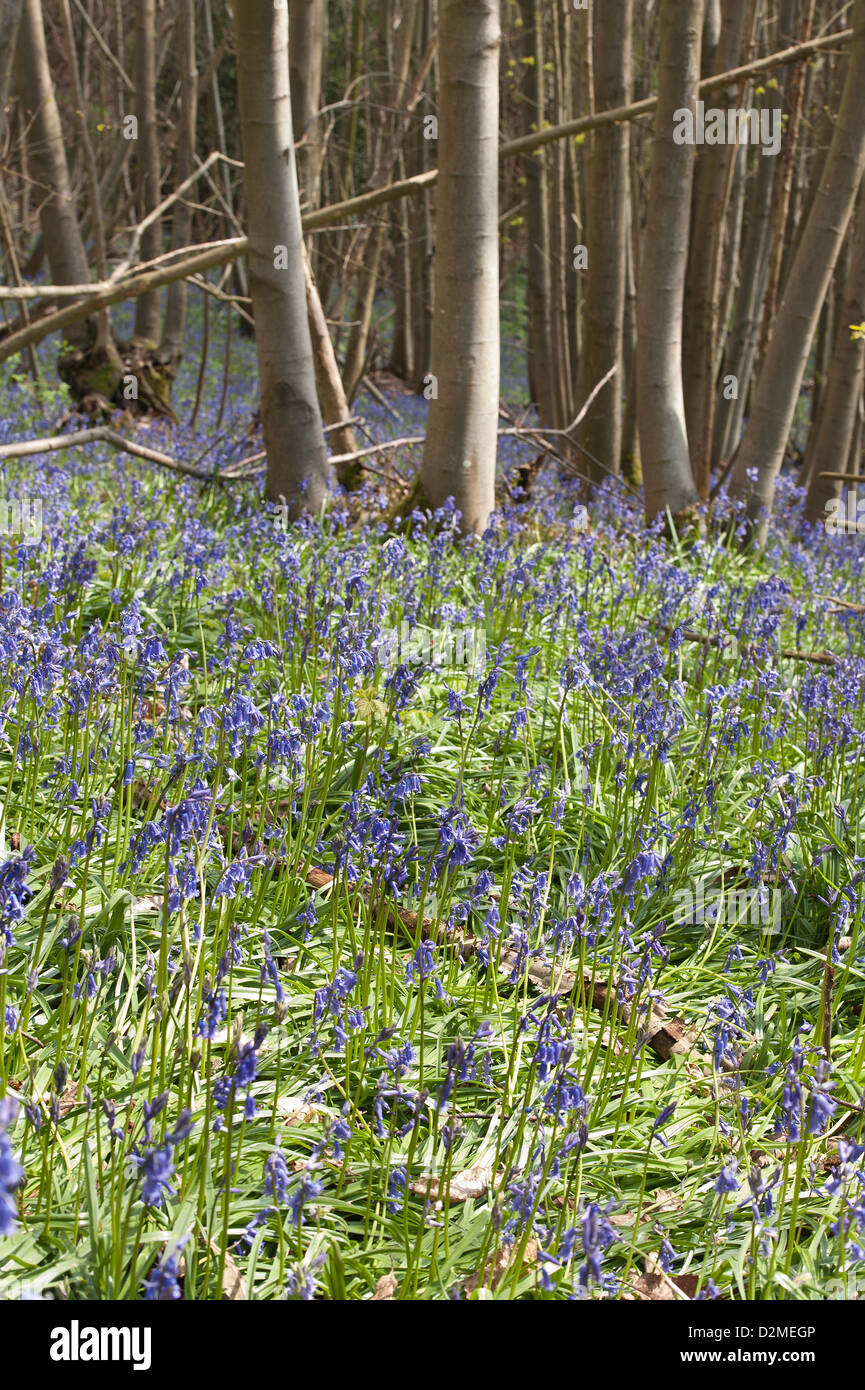 Bluebells faggio e quercia bosco di betulle a Sunshine, molla raggi di sole rompere attraverso il legno sul suolo della foresta Foto Stock