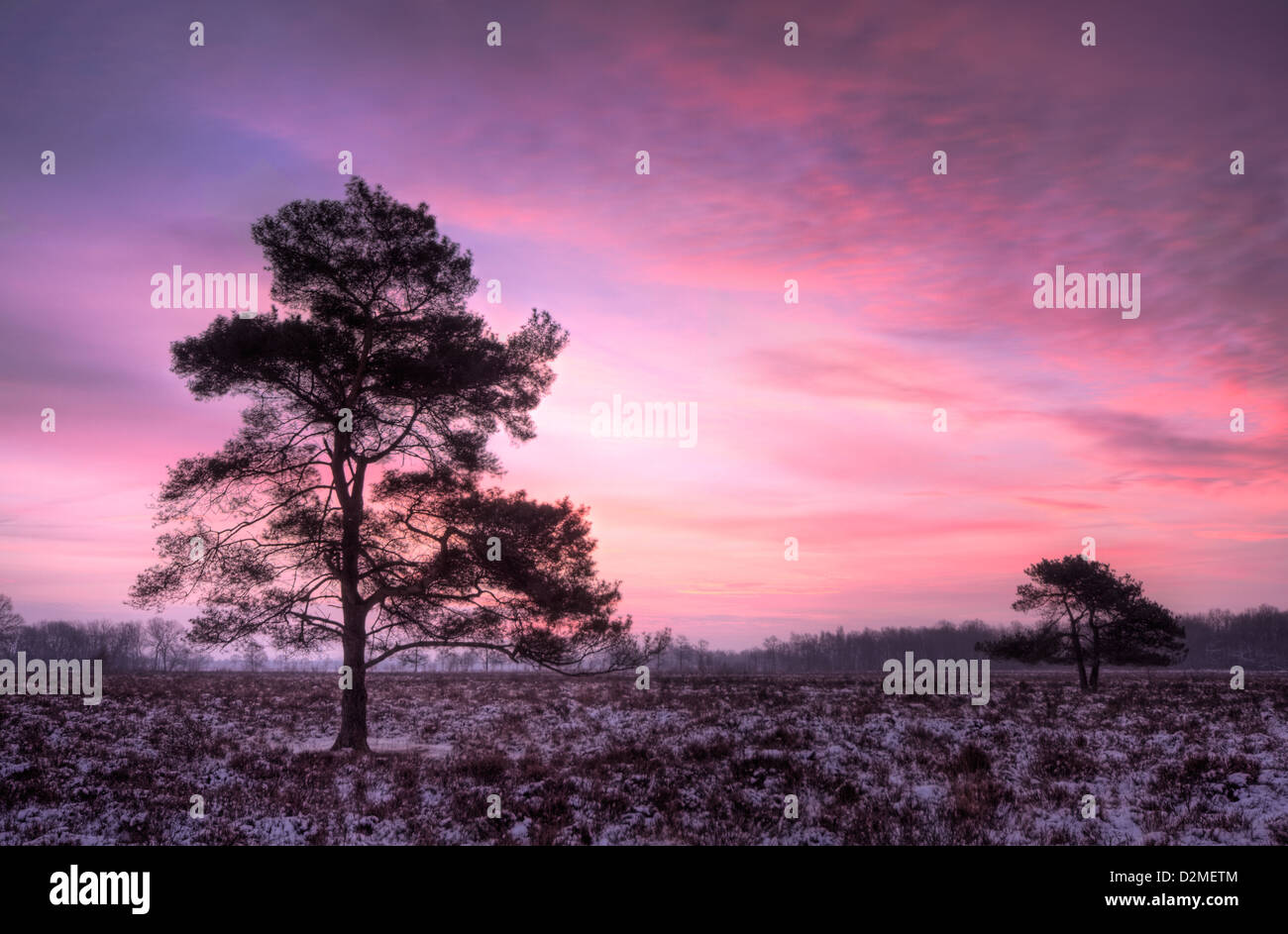 Alberi di pino su heath in inverno a Alba sotto un cielo rosa Foto Stock