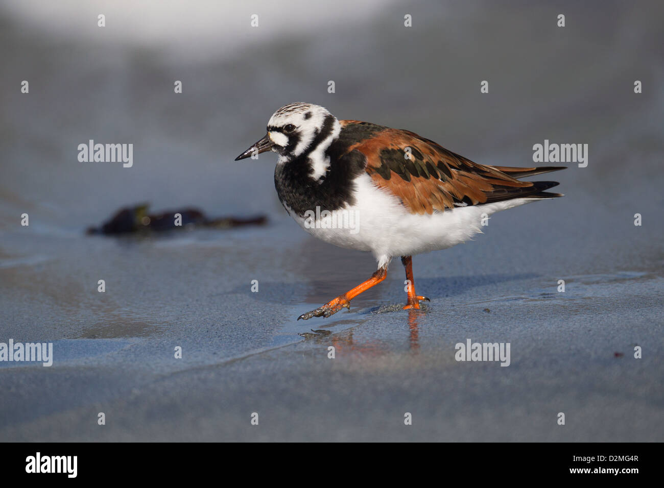 Voltapietre Arenaria interpres Shetland, Scotland, Regno Unito Foto Stock