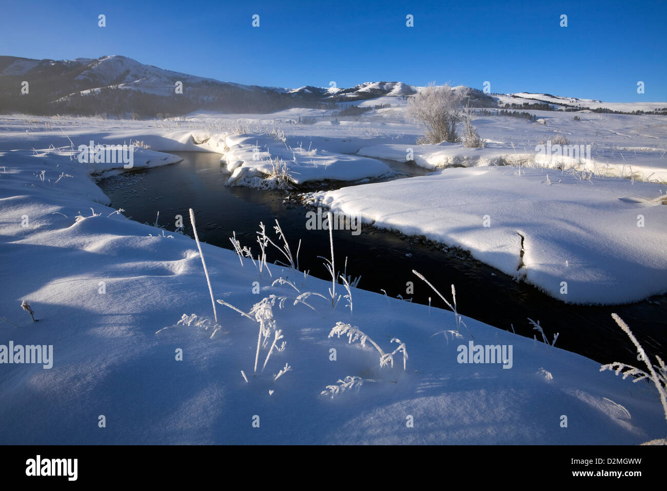 WY00326-00...WYOMING - erba smerigliato lungo il fiume Lamar in Lamar Valle del Parco Nazionale di Yellowstone. Foto Stock