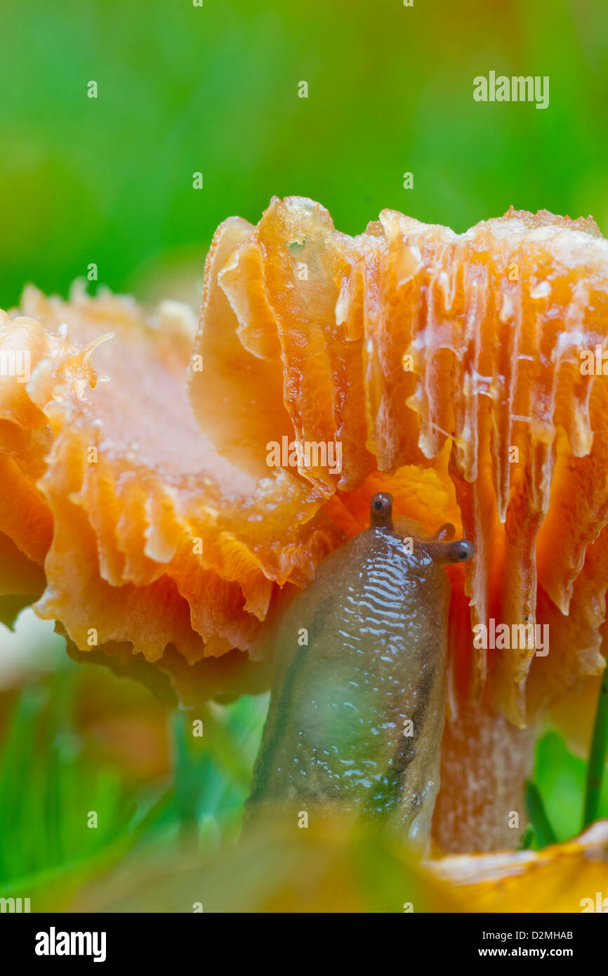 La Bourguignat Slug, (Arion circumscriptus), alimentando sul prato waxcap funghi Hygrocybe pratensis) sul giardino prato in autunno Foto Stock