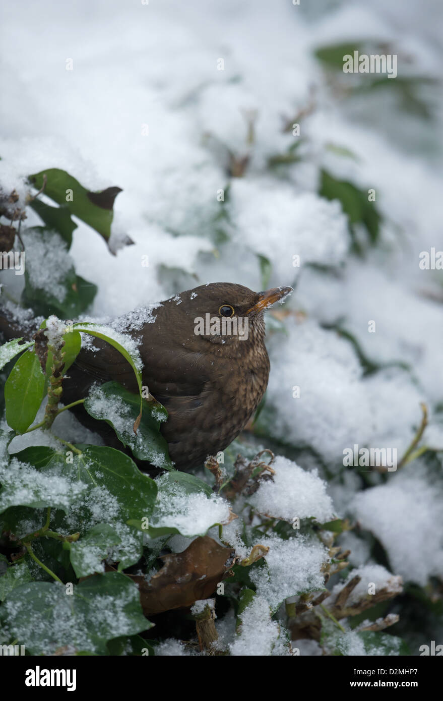 Merlo femmina in neve su ivy REGNO UNITO Foto Stock