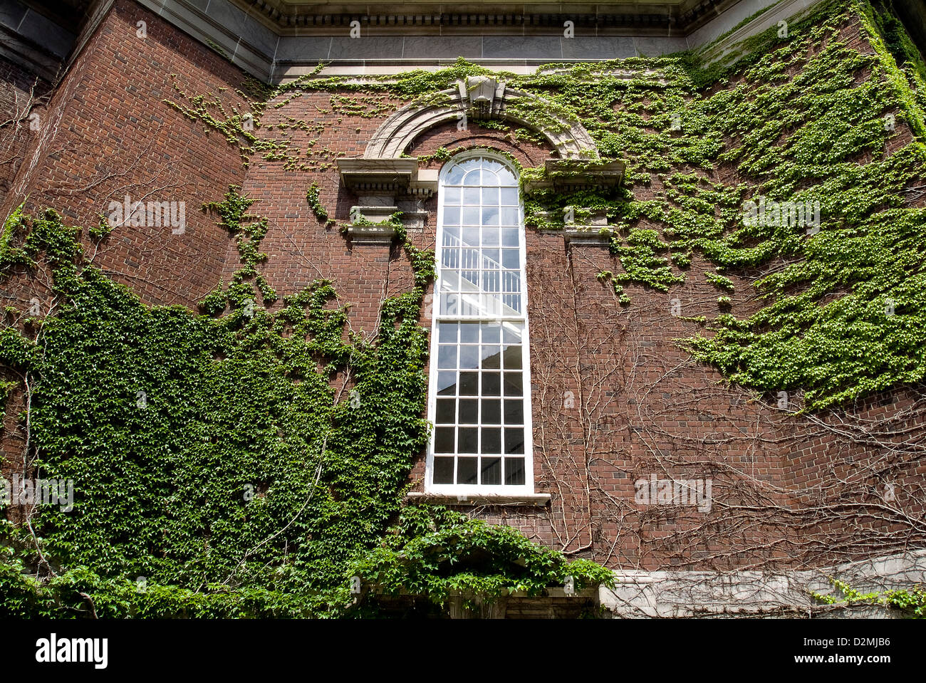 Ivy cresce su edificio del campus. Foto Stock