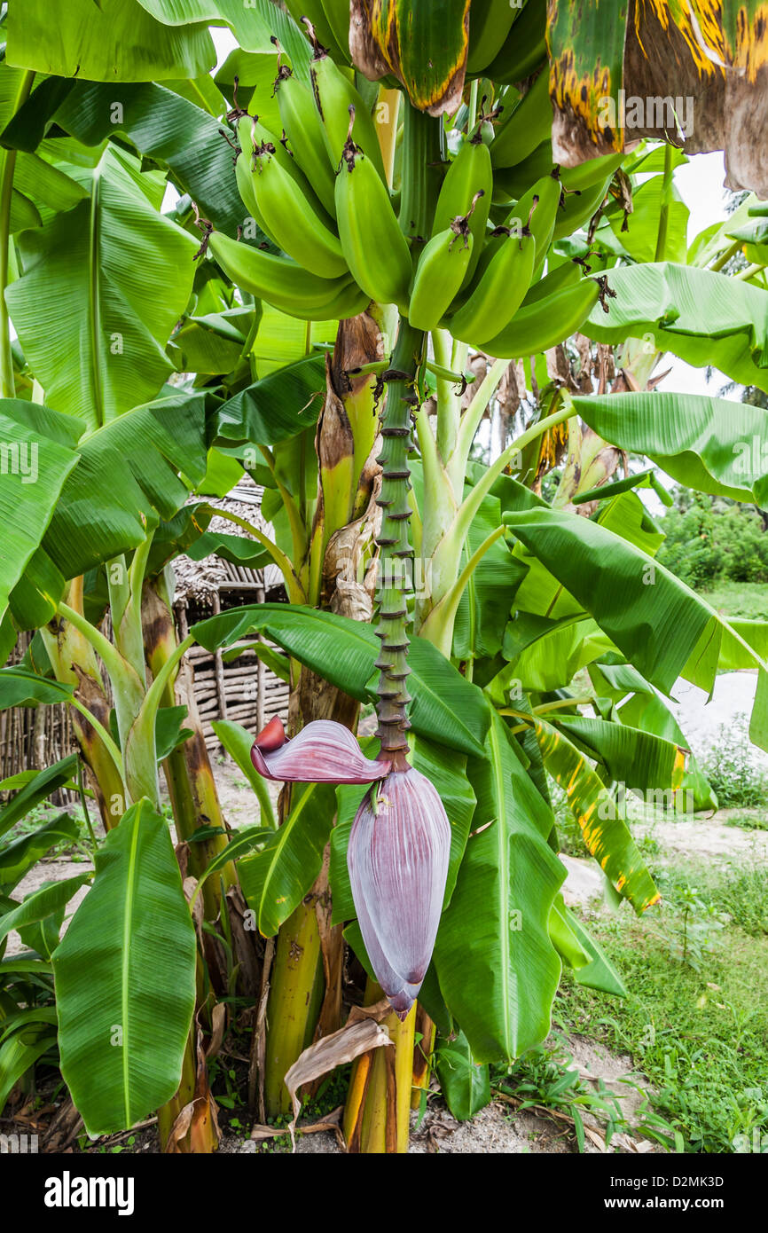 Crescente banana blossom sulla banana tree Foto Stock