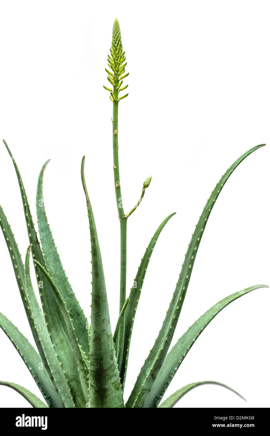 Blooming Aloe Vera impianto isolato su sfondo bianco Foto Stock