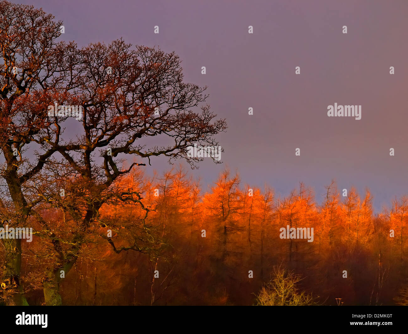 Inverno arancio sole pomeridiano hits tree tops sulla North Yorkshire Moors. Foto Stock