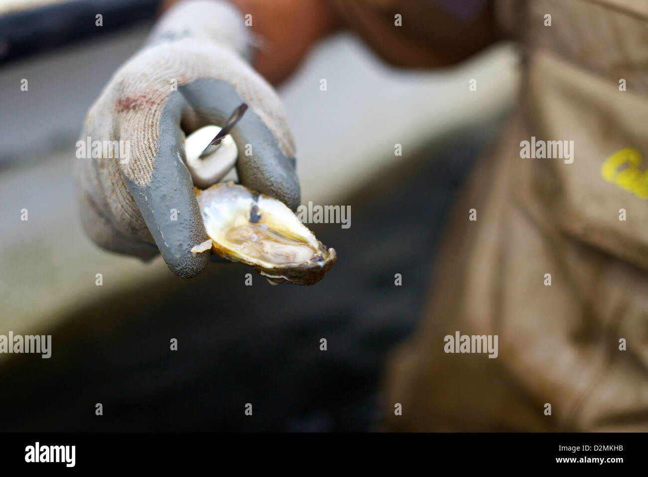 Un allevatore di ostriche detiene un'ostrica appena raccolta, Foto Stock