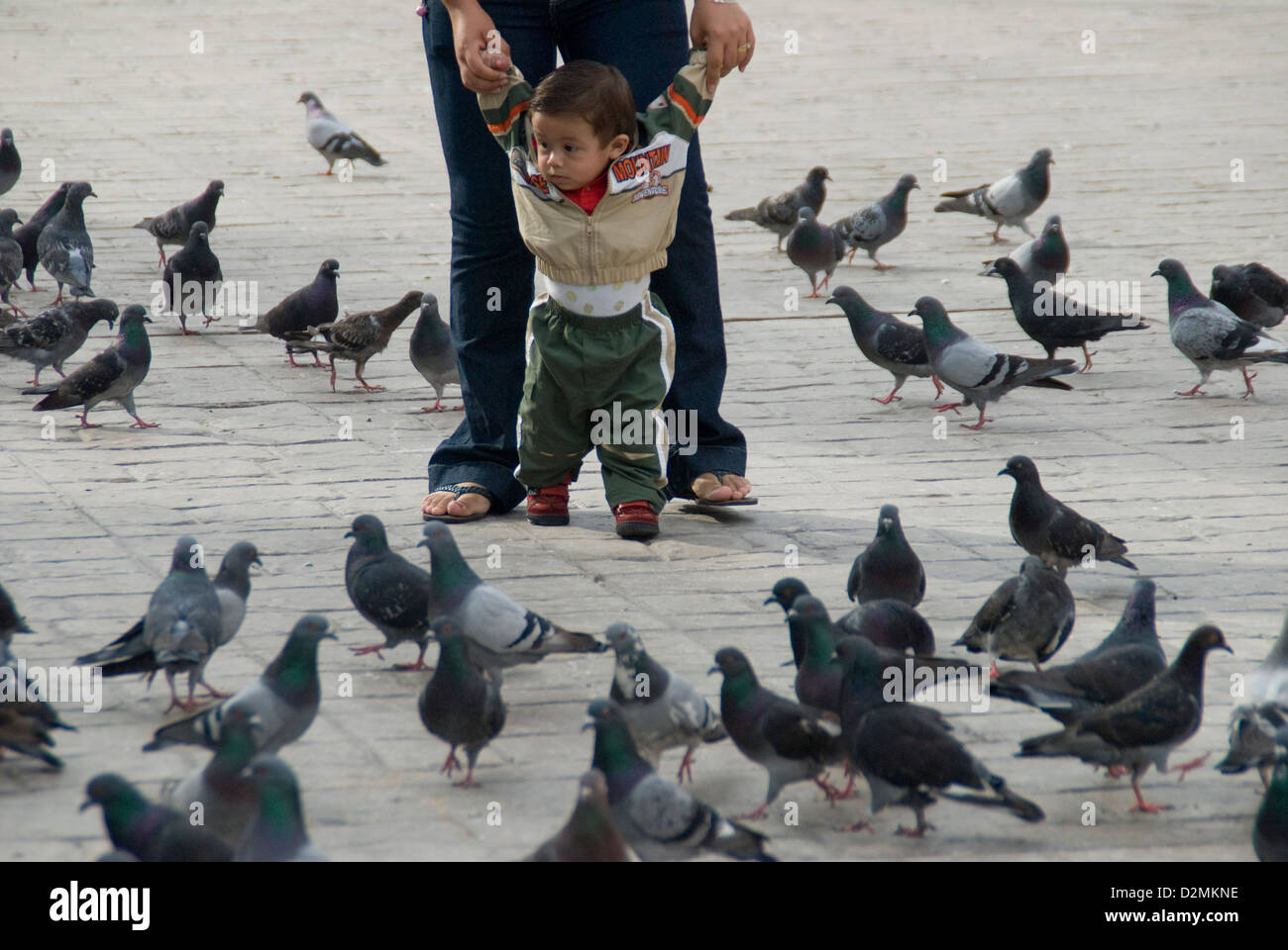 Padre e figlio circondato da un branco di piccioni in una pubblica piazza,Mazatlan,Messico. Foto Stock
