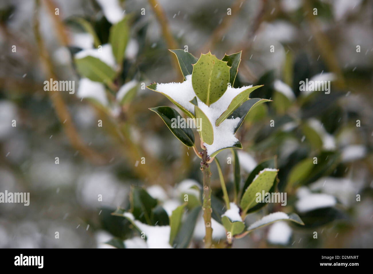 Holly Tree (Ilex rotunda) con la neve sulle foglie, fiocchi di neve cadono acquisite con una velocità dell'otturatore elevata. Foto Stock