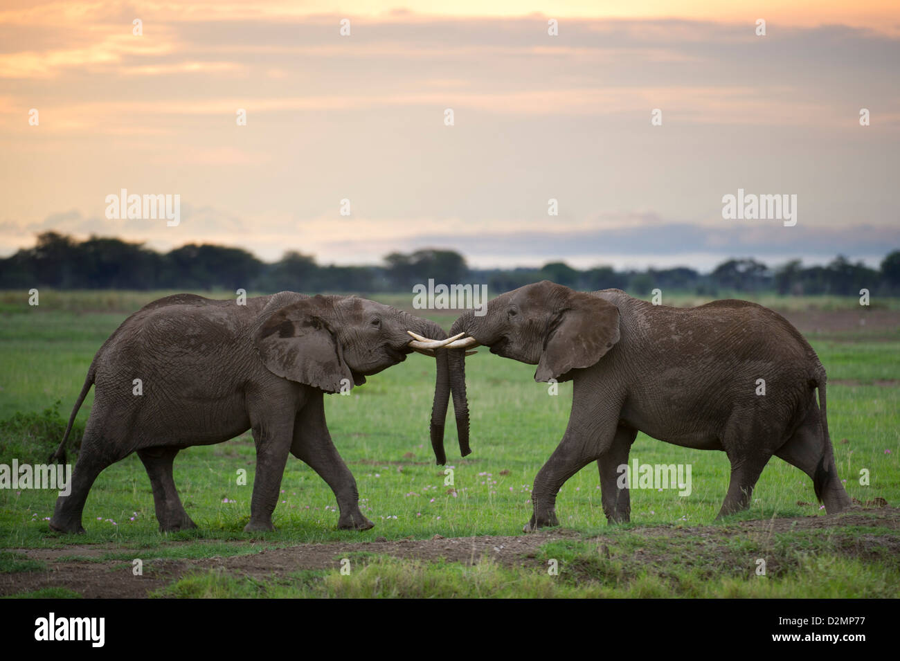 Giovani elefanti africani la riproduzione ( Loxodonta africana africana), Amboseli National Park, Kenya Foto Stock