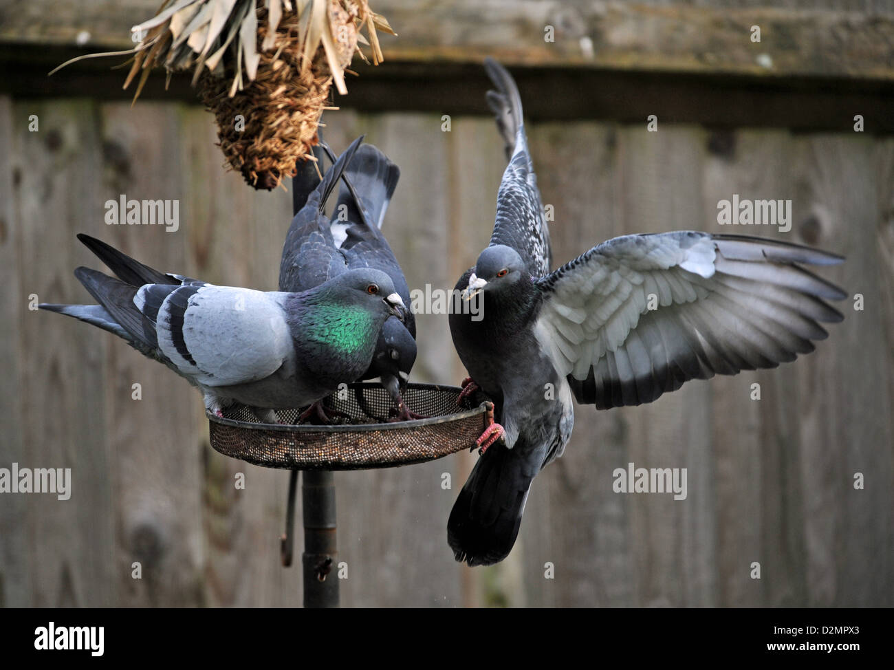 Piccioni selvatici o Rock colombe Columba livia su un giardino birdfeeder REGNO UNITO Foto Stock
