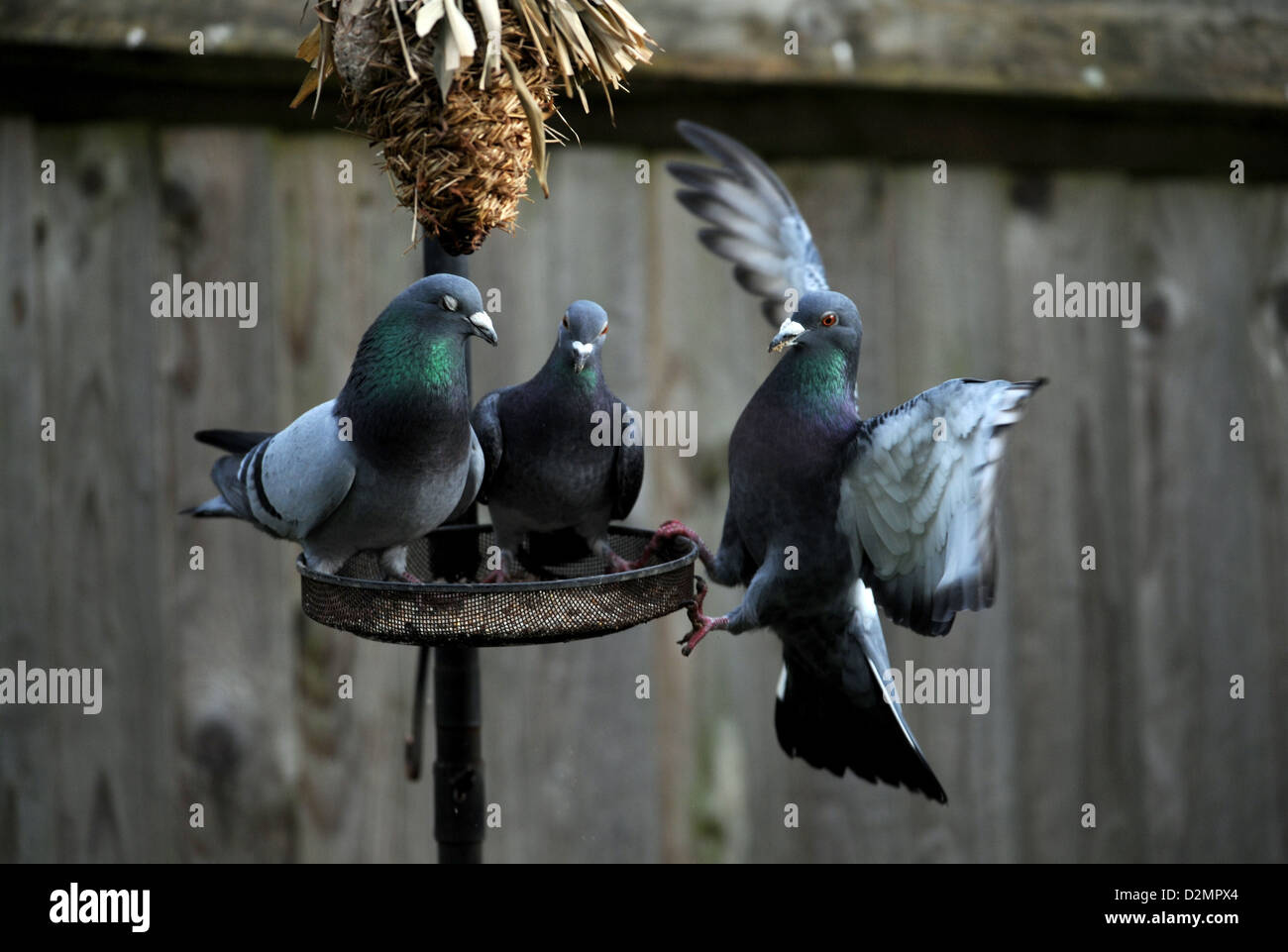 Piccioni selvatici o Rock colombe Columba livia su un giardino birdfeeder REGNO UNITO Foto Stock