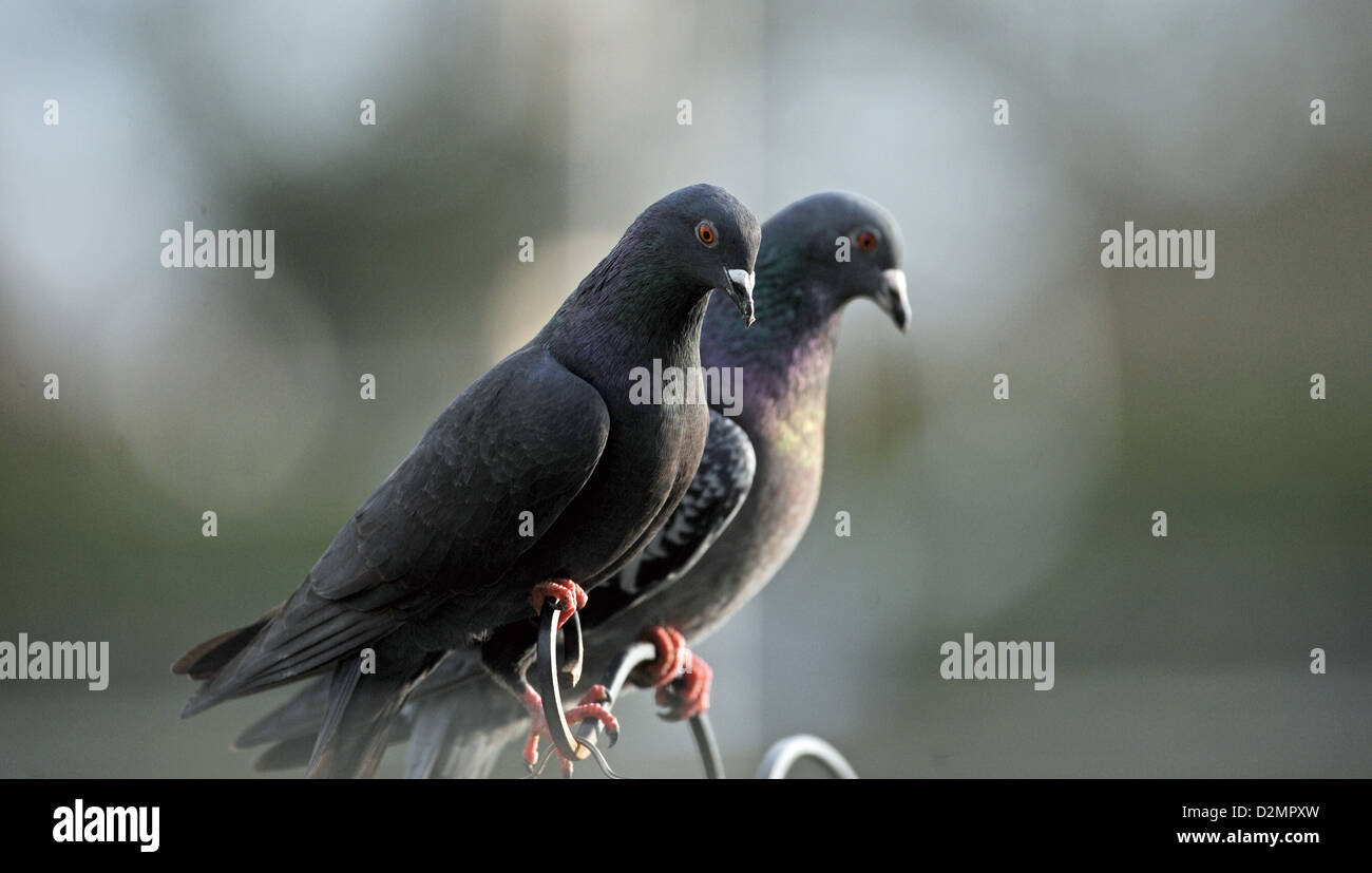 Piccioni selvatici o Rock colombe Columba livia su un giardino birdfeeder REGNO UNITO Foto Stock