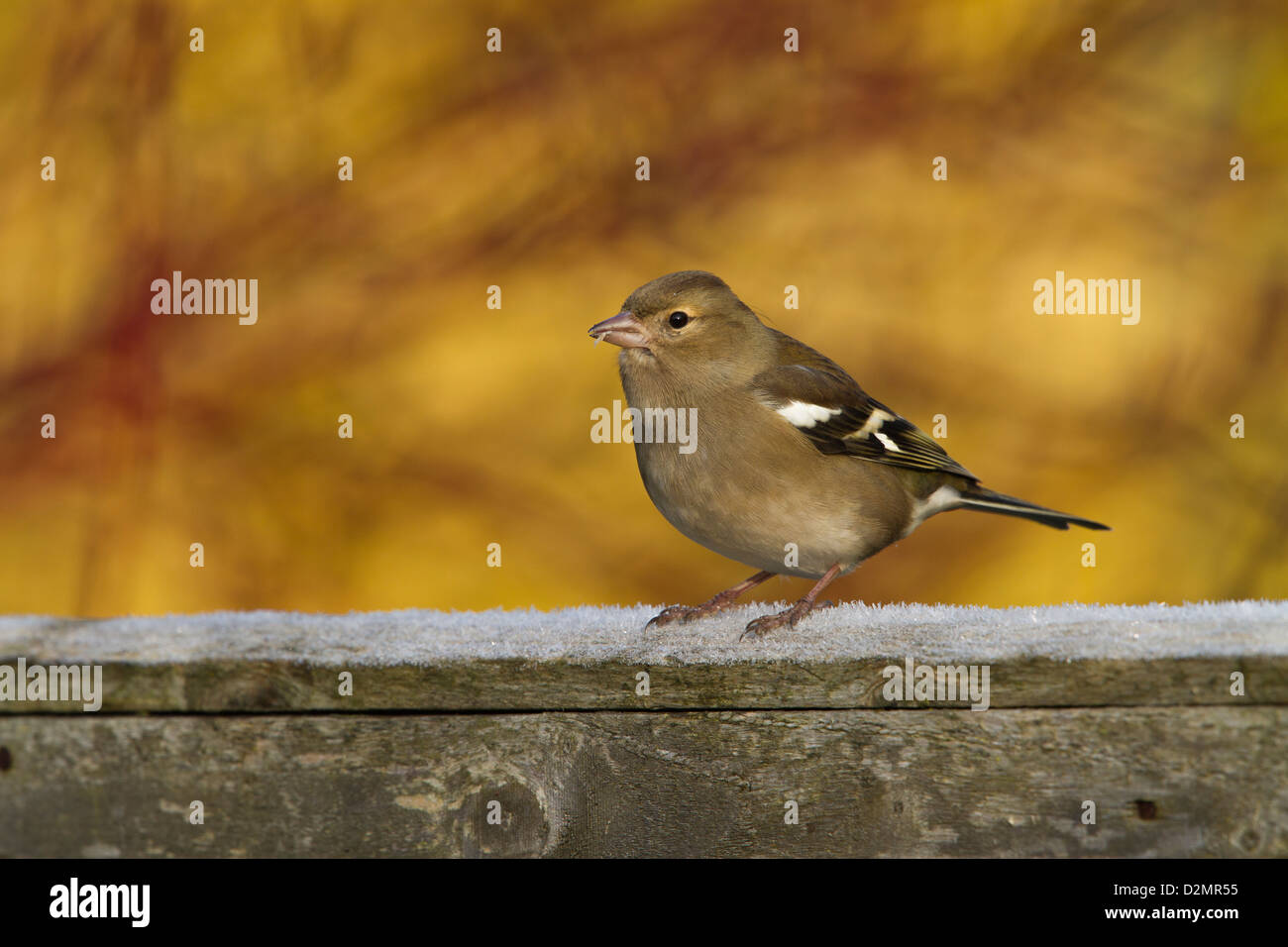 (Fringuello Fringilla coelebs), femmina adulta, appollaiato sulla recinzione di legno in giardino, Warwickshire, Inghilterra, Gennaio Foto Stock