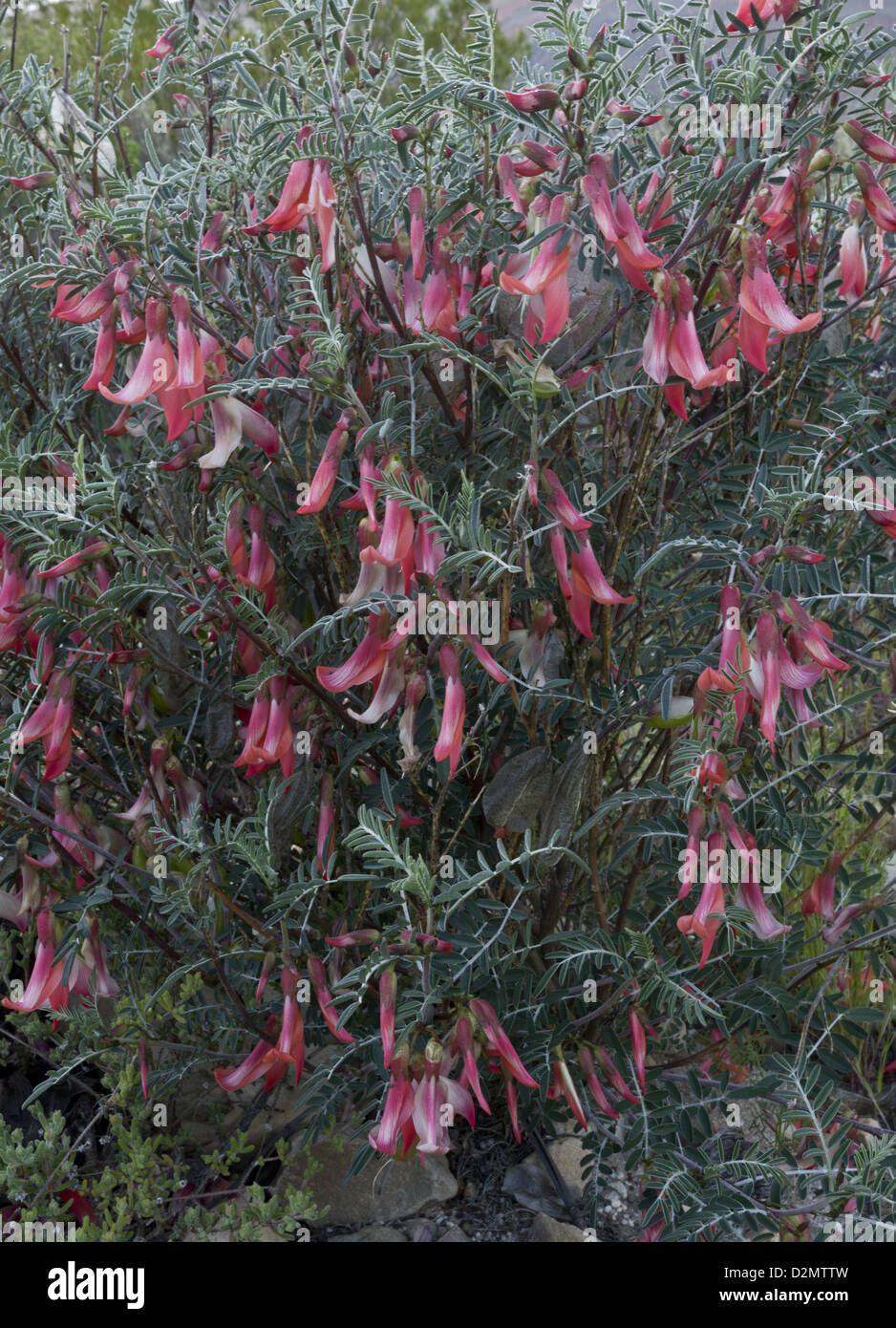 Boccola del cancro (Lessertia frutescens) in fiore, Sud Africa Foto Stock