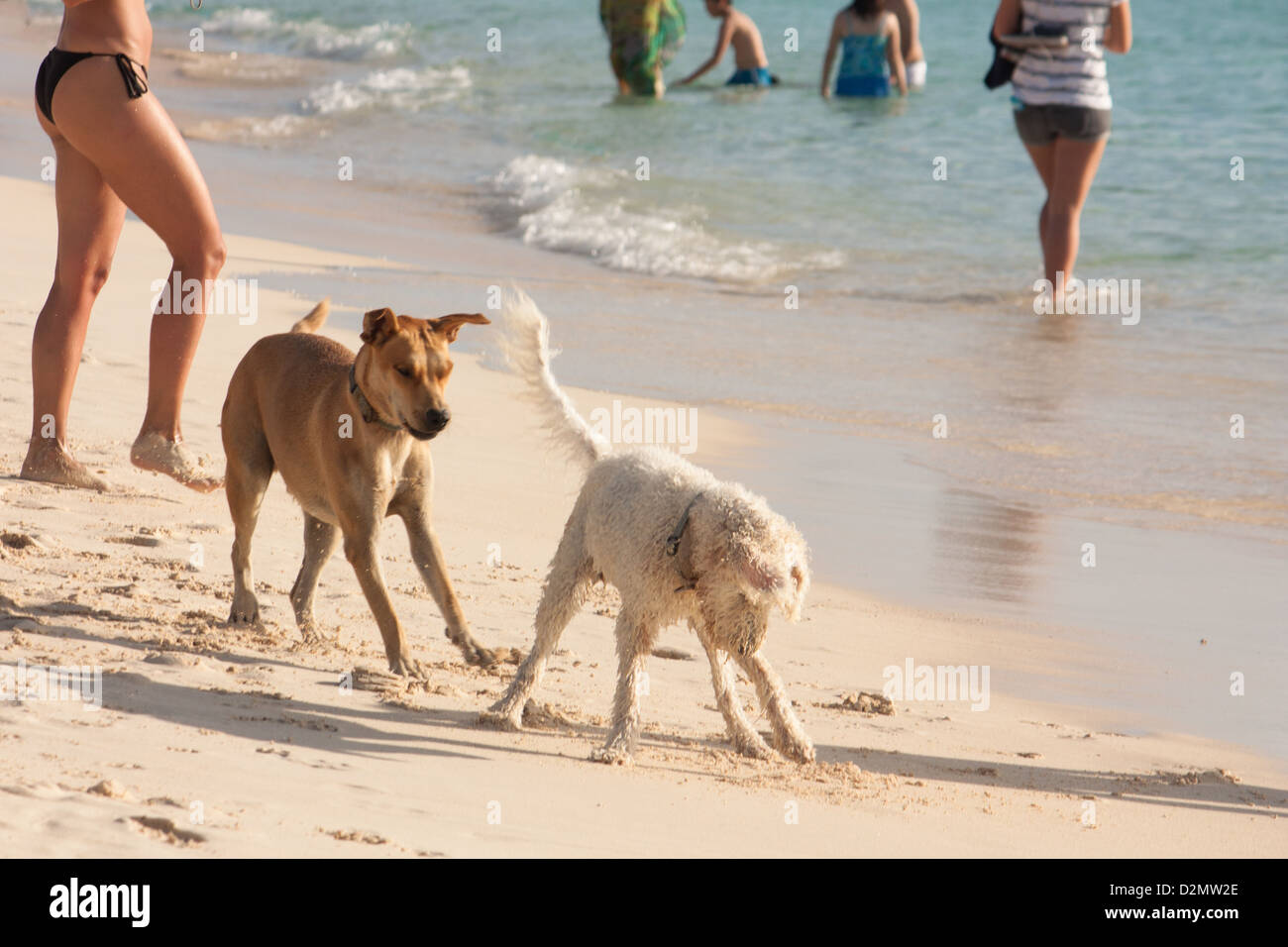 Due cani giocare sulla spiaggia sabbiosa Foto Stock