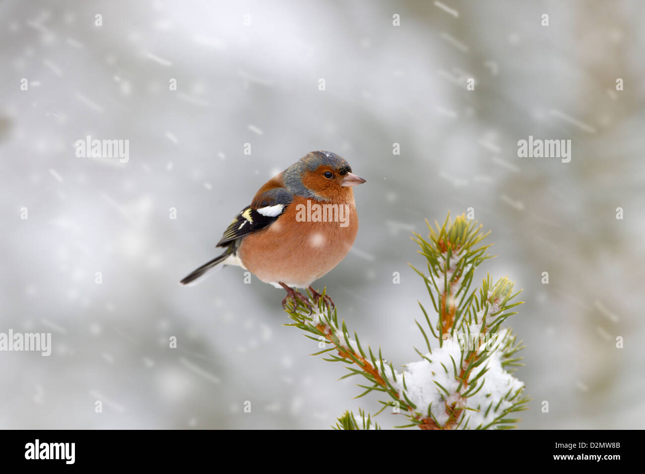 Maschio singolo fringuello Fringilla coelebs sul ramo nella siepe durante la valanga di neve Foto Stock