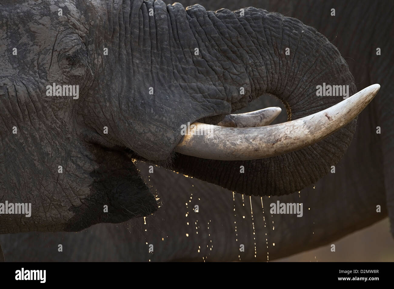 Elefante africano a bere, Botswana Chobe National Park, dal lato, vista laterale, Loxodonta africana Foto Stock
