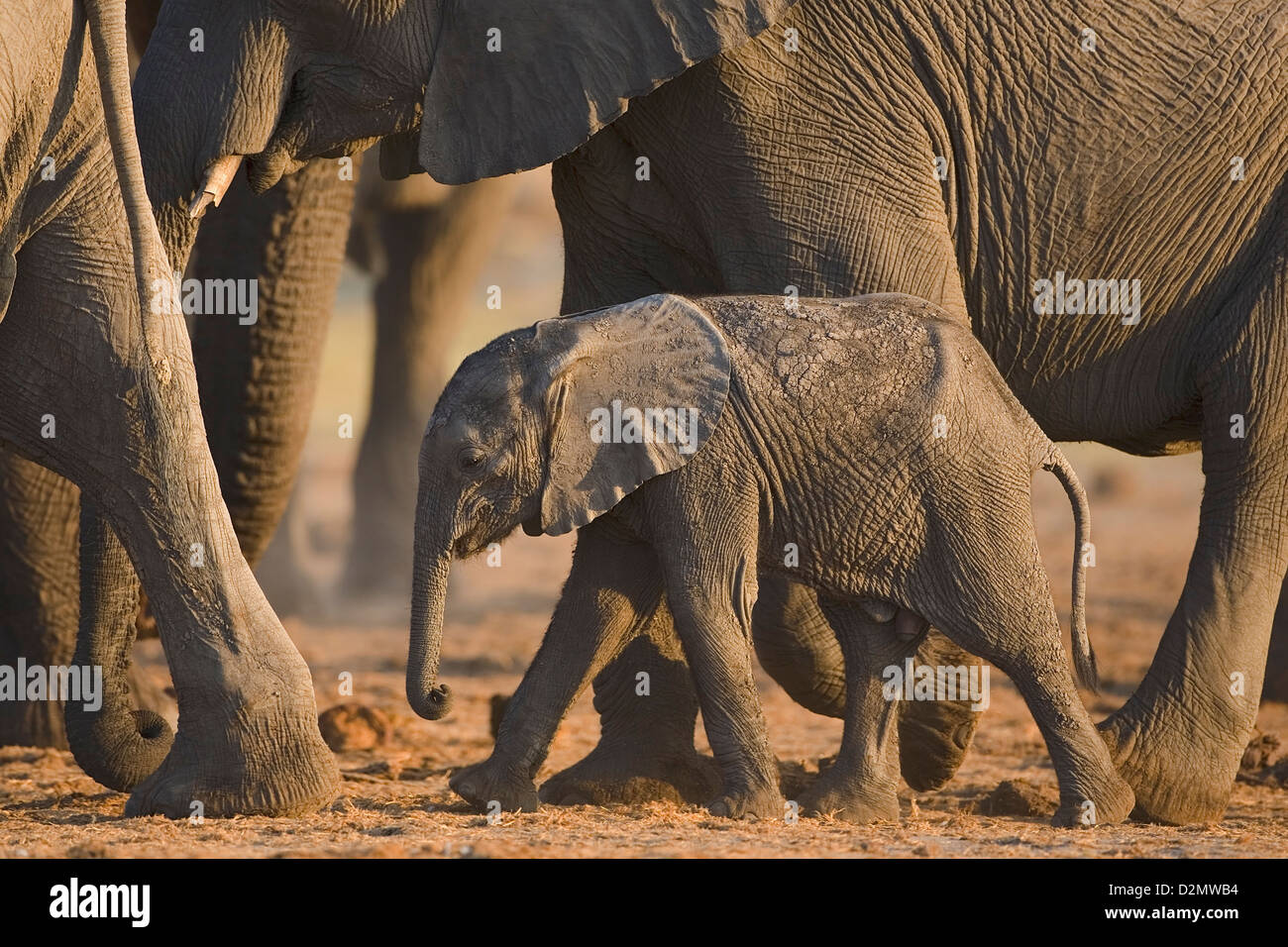 Elefante africano e giovani, Loxodonta africana, Chobe National Park, Botswana Foto Stock