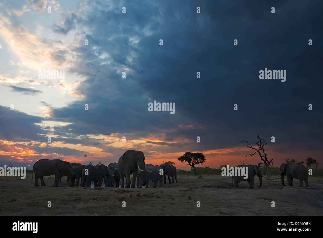 Allevamento di bere gli elefanti africani Loxodonta africana al tramonto Savute Savuti waterhole, Chobe National Park Foto Stock