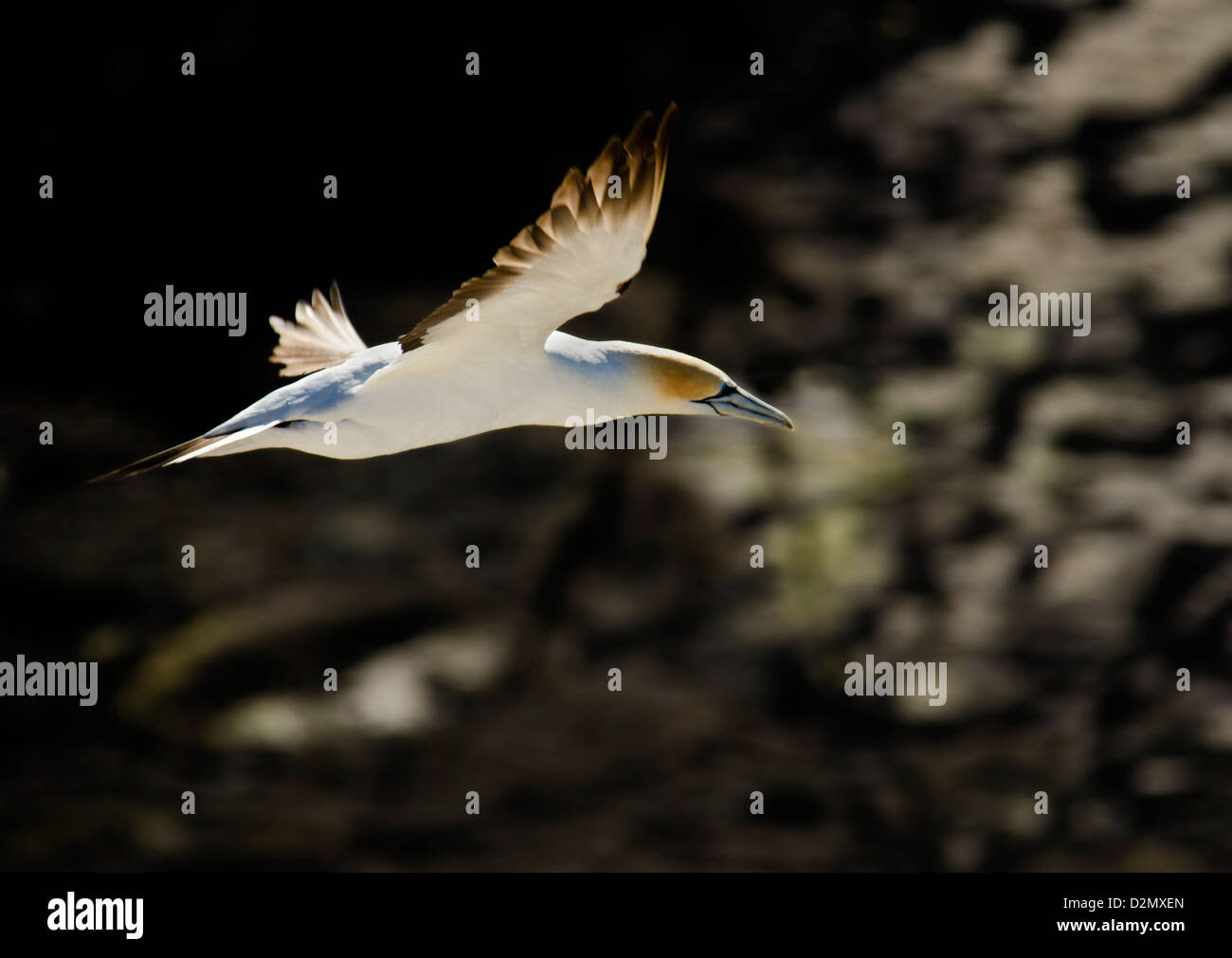 Flying gannett visualizzazione testa arancione e blu indietro piumaggio in Nuova Zelanda Foto Stock