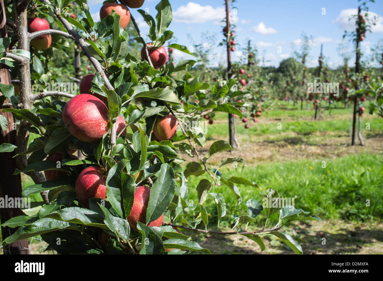 Le mele in un frutteto Kent Foto Stock