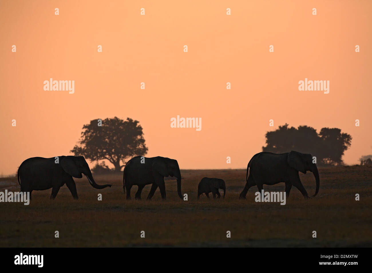 Gli elefanti africani al tramonto, fiume Chobe, Loxodonta africana, Chobe National Park, Botswana Foto Stock