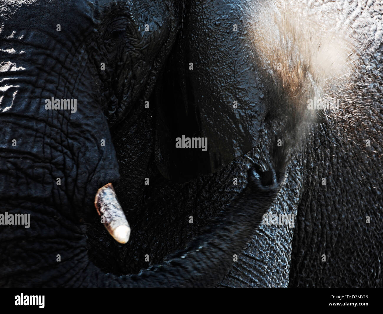 Elefante africano la spruzzatura di acqua, fango-bagno, acqua, Chobe National Park, Botswana Foto Stock