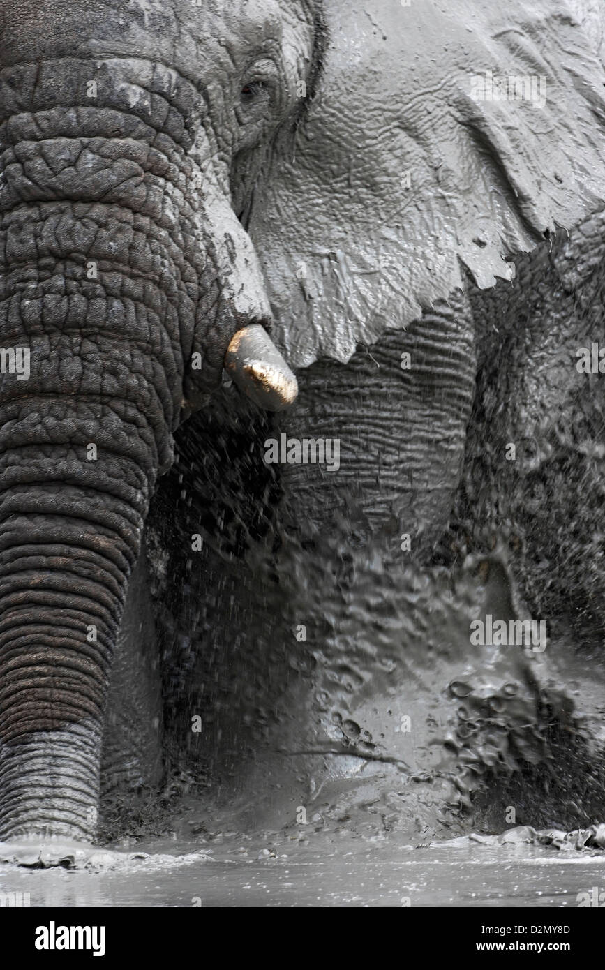 Elefante africano nel fango, avente un fango-bagno, fangoso, Botswana Savute, Chobe National Park Foto Stock