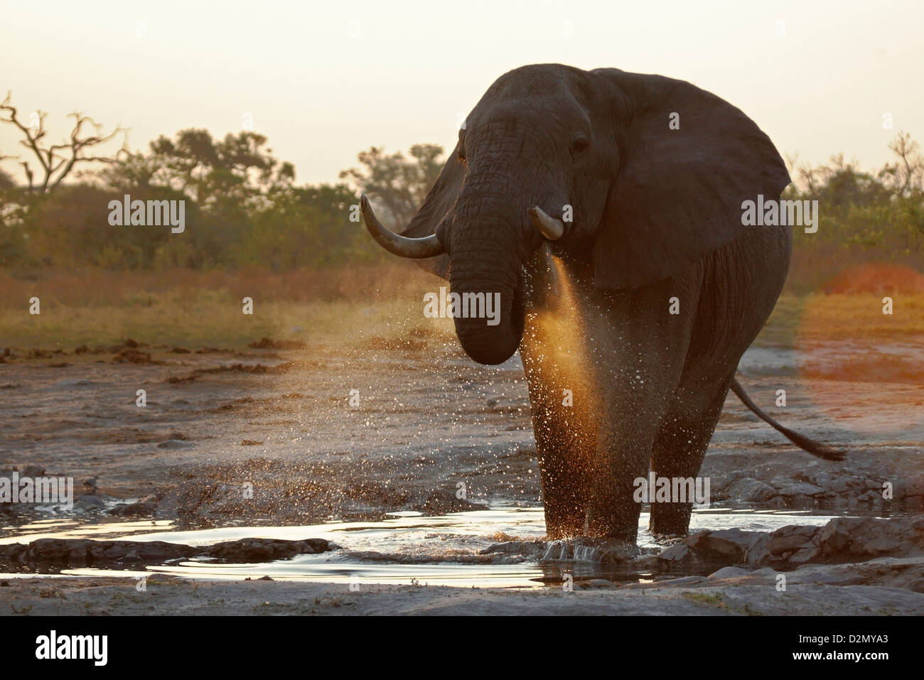 Elefante africano bull bere a waterhole in Savute/area di Savuti di Chobe National Park, il Botswana, il tramonto Foto Stock
