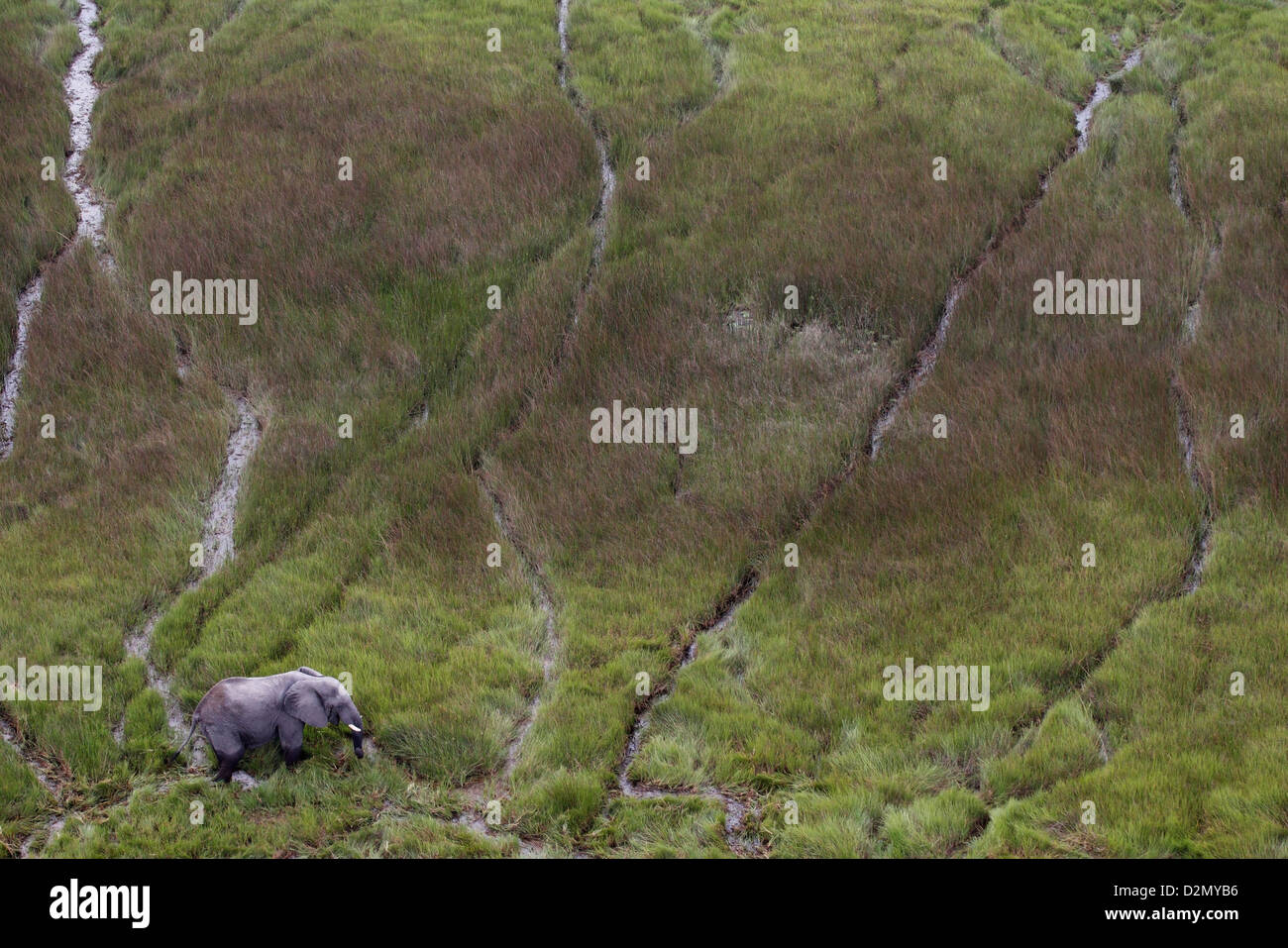 Una vista aerea da un elicottero di un elefante in una palude nella riserva naturale di Moremi, Botswana - Africa. Foto Stock