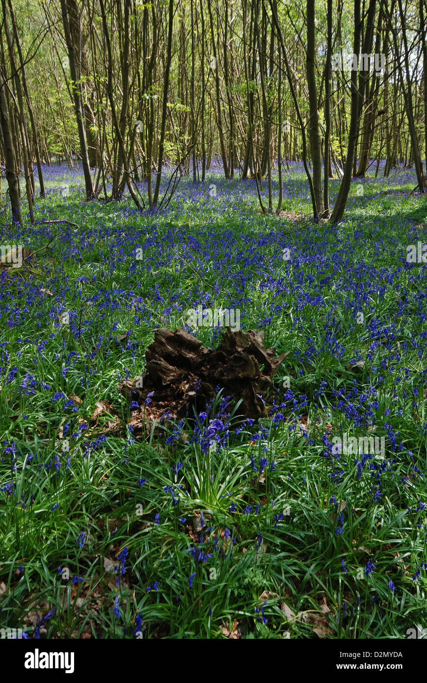 Un Inglese bluebell wood Foto Stock