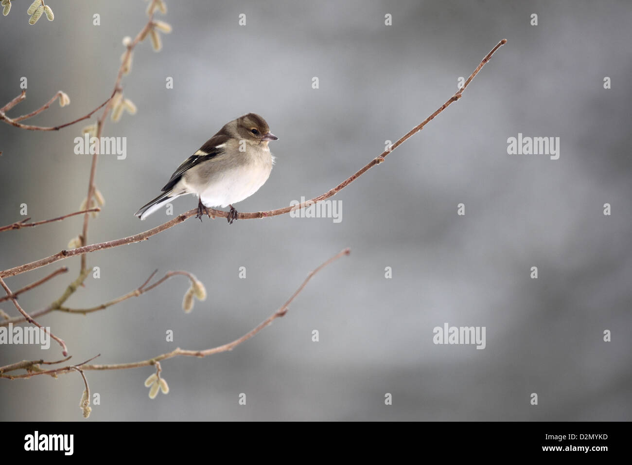 Fringuello, Fringilla coelebs, unica donna sul ramo, Warwickshire, Gennaio 2013 Foto Stock