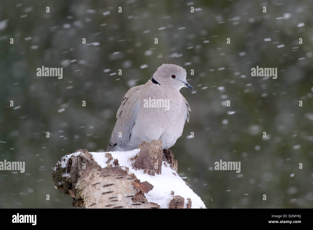 Colomba a collare, Streptopelia decaocto, singolo uccello nella neve, Warwickshire, Gennaio 2013 Foto Stock