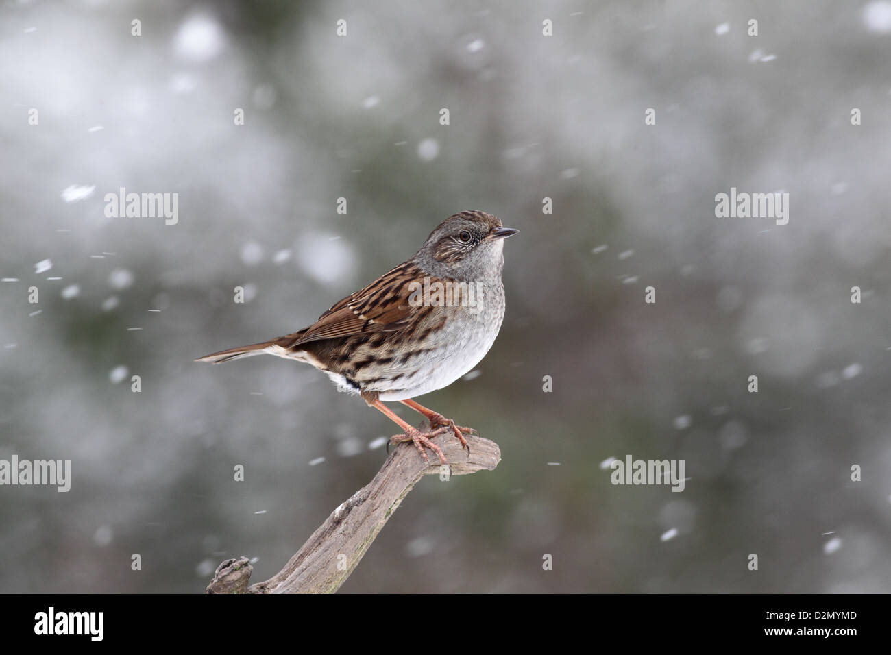 Dunnock o Hedge sparrow, Prunella modularis, singolo uccello nella neve, Warwickshire, Gennaio 2013 Foto Stock