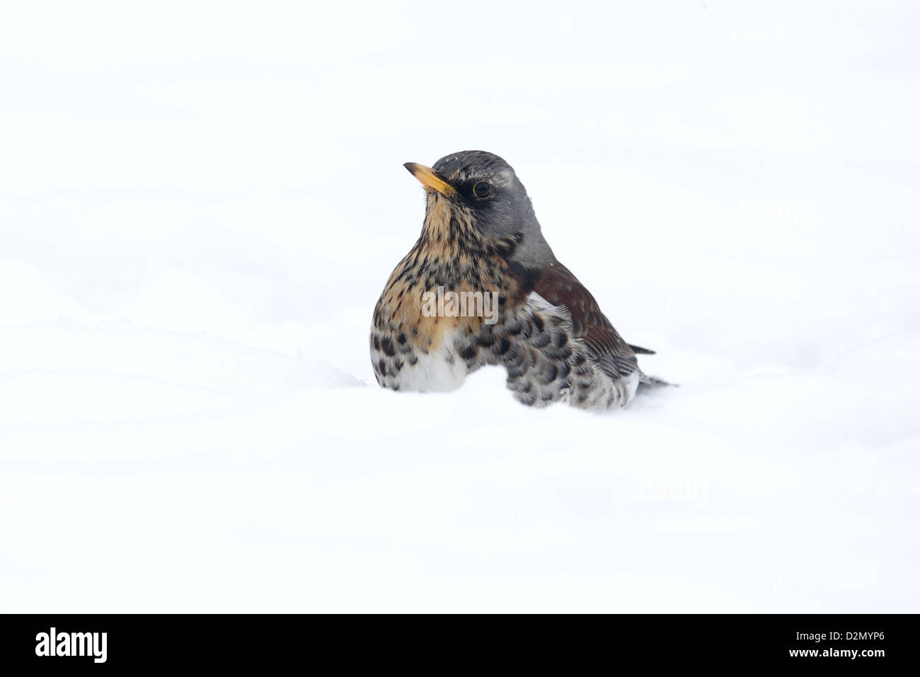 Allodole Cesene Beccacce, Turdus pilaris, singolo uccello nella neve, Warwickshire, Gennaio 2013 Foto Stock