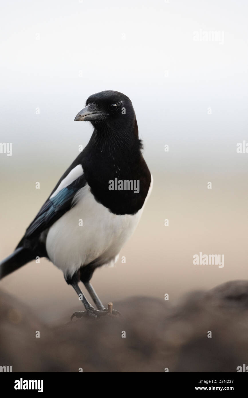 Eurasian gazza, Europeo gazza, comune gazza, Pica pica REGNO UNITO Foto Stock