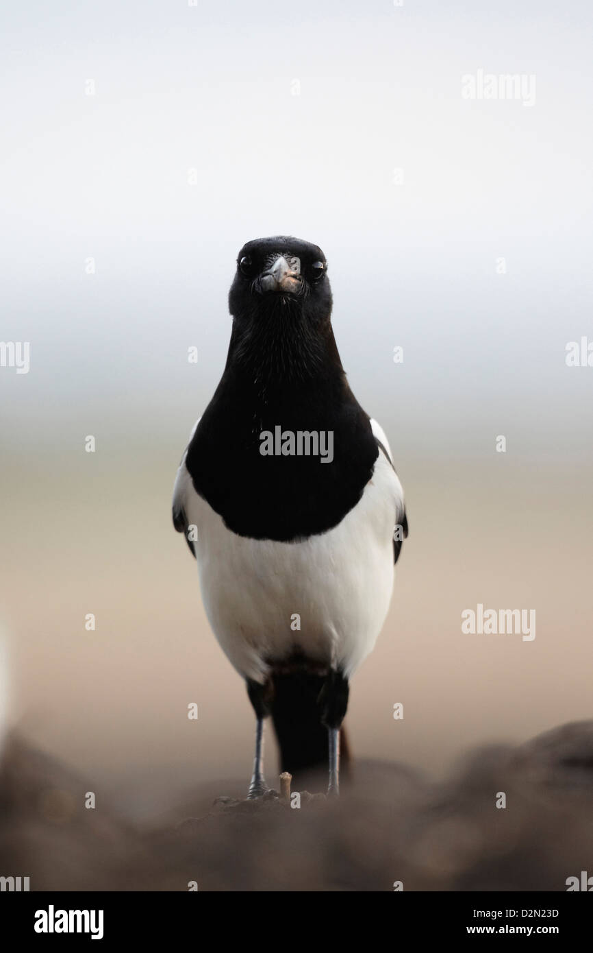 Eurasian gazza, Europeo gazza, comune gazza, Pica pica REGNO UNITO Foto Stock