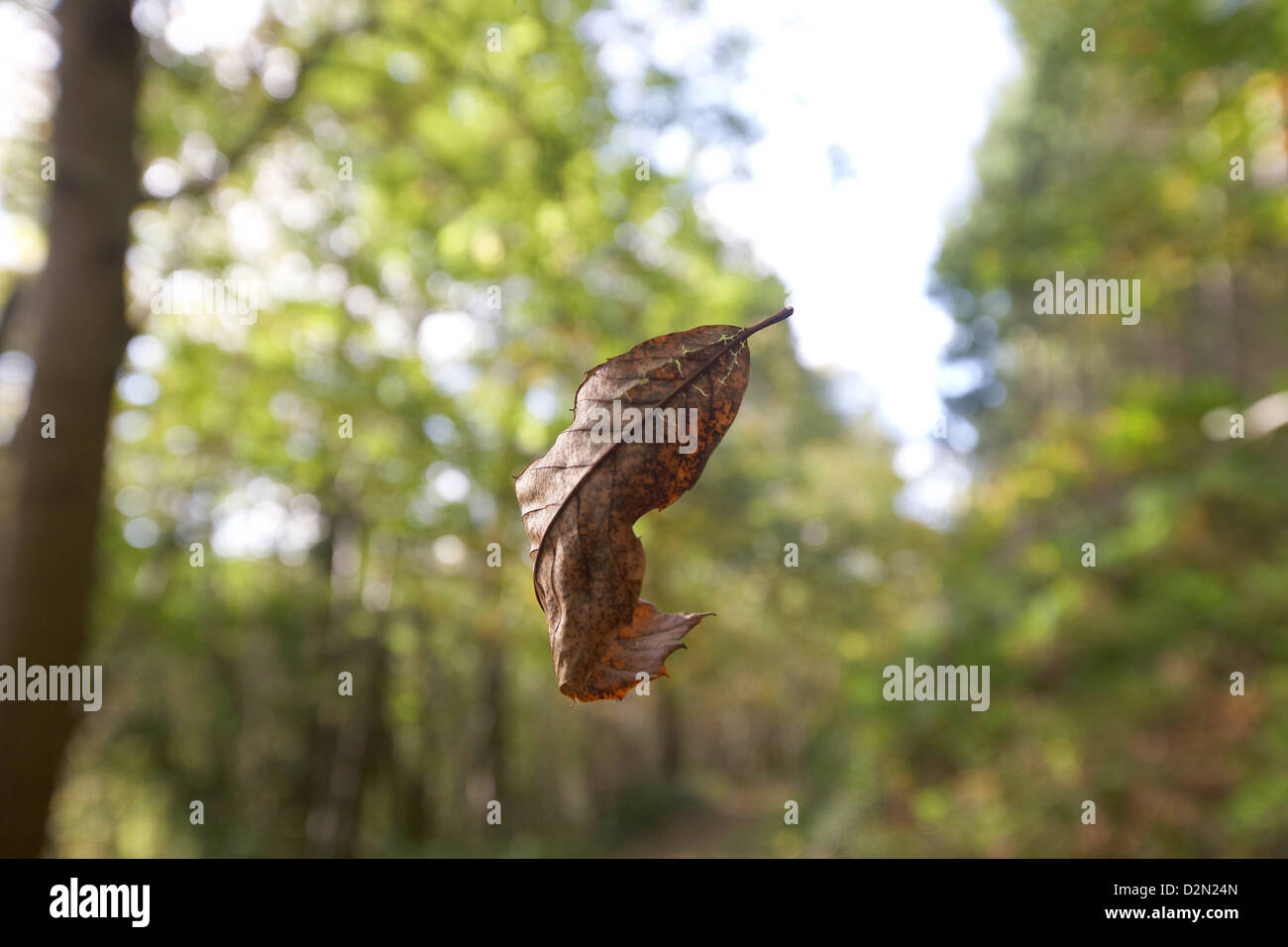 Autumn Leaf volare attraverso la foresta, Autumn Leaf caduta da albero, Foresta di Dean, UK. Foto Stock