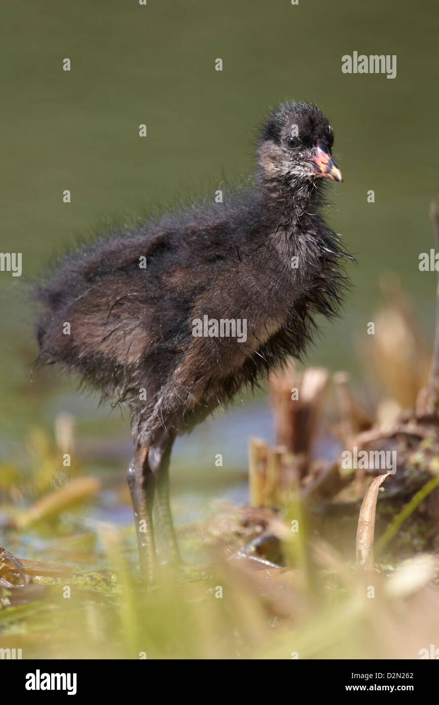 Moorhen pulcino, Gallinula chloropus, REGNO UNITO Foto Stock