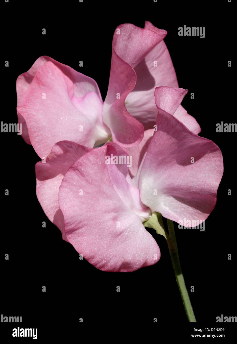 Pisello dolce e colore rosa (Lathyrus odoratus) Foto Stock