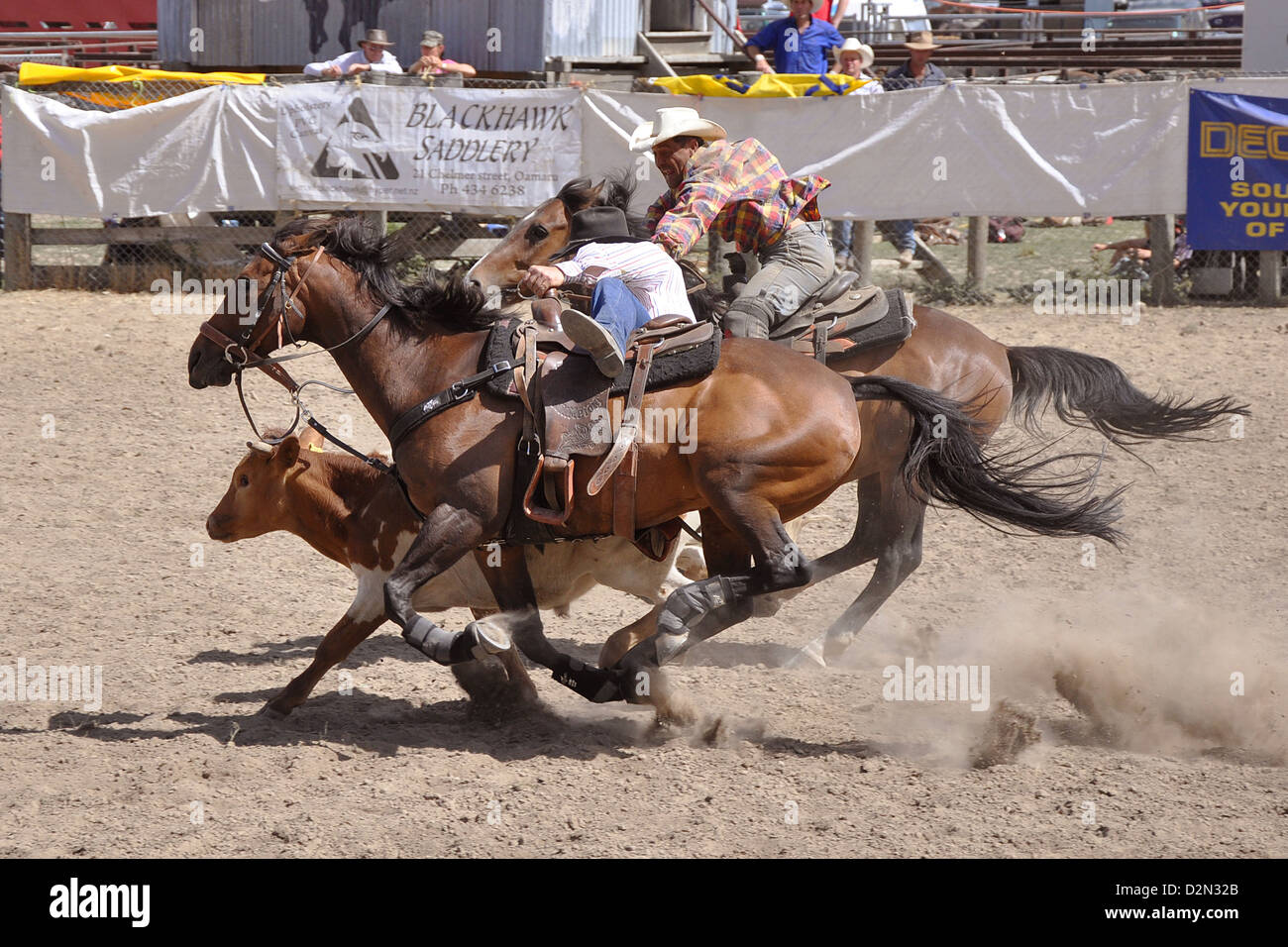 Calf roping durante un rodeo concorrenza Foto Stock
